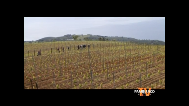 Tenuta delle Ripalte