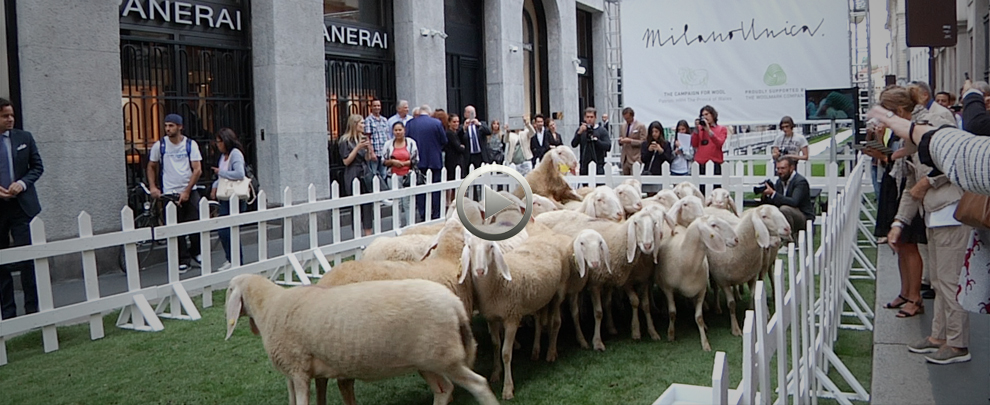 Pecore Woolmark al pascolo in Montenapo